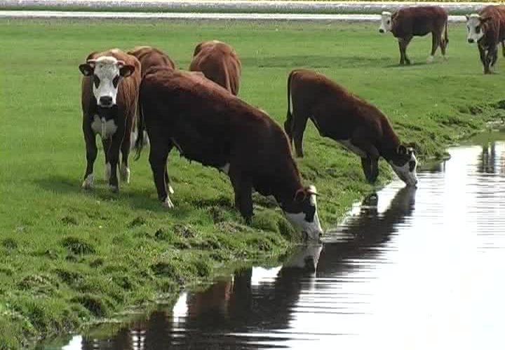 Agua en cantidad y calidad: clave en la ganadería - Zona Campo